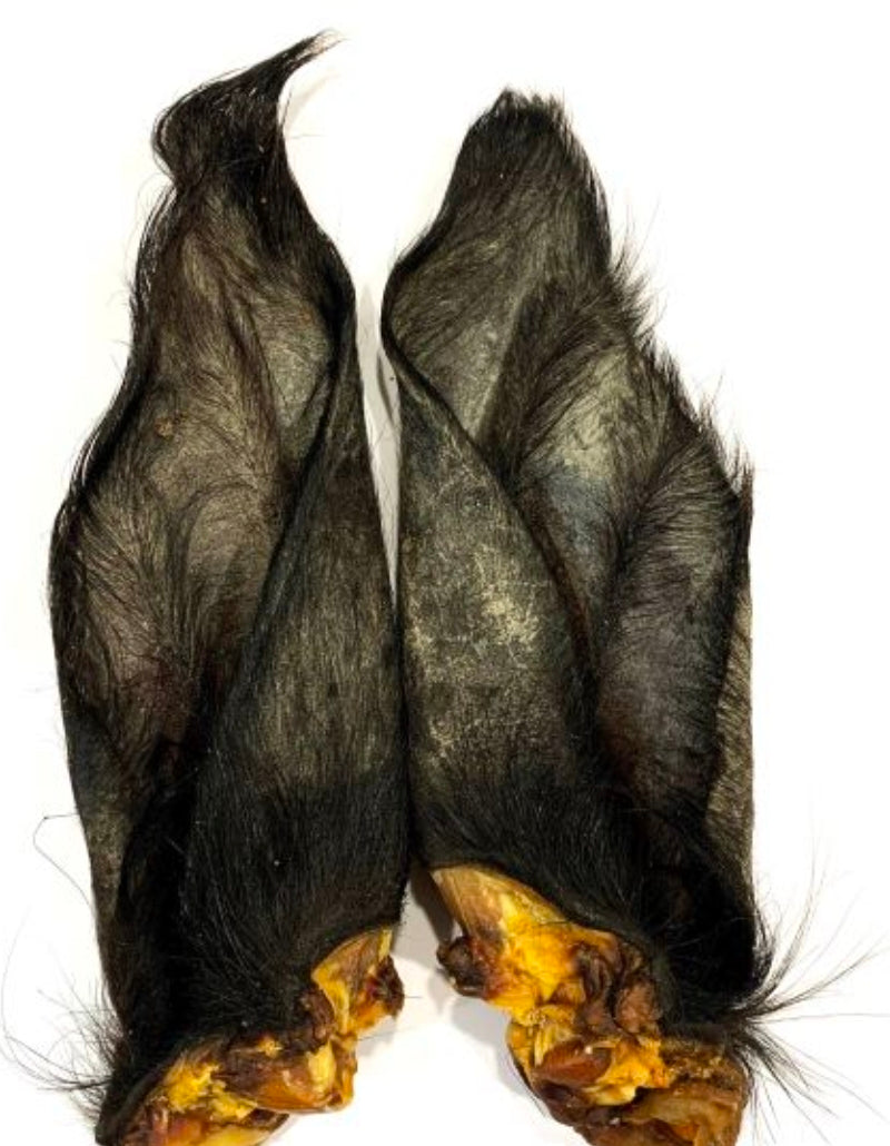 Hairy buffalo ears